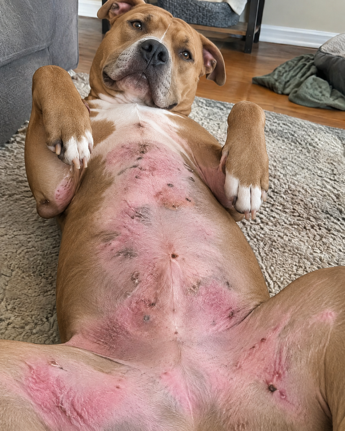 Belly and back legs, eight weeks apart. Before.