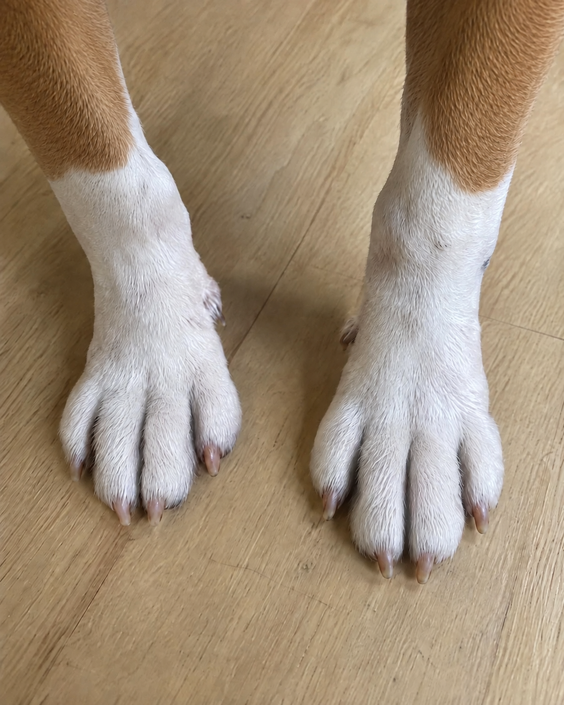 Front paws, six weeks apart. After.