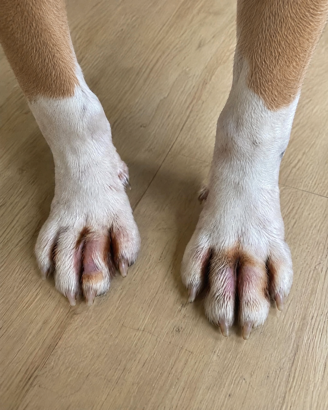 Front paws, six weeks apart. Before.