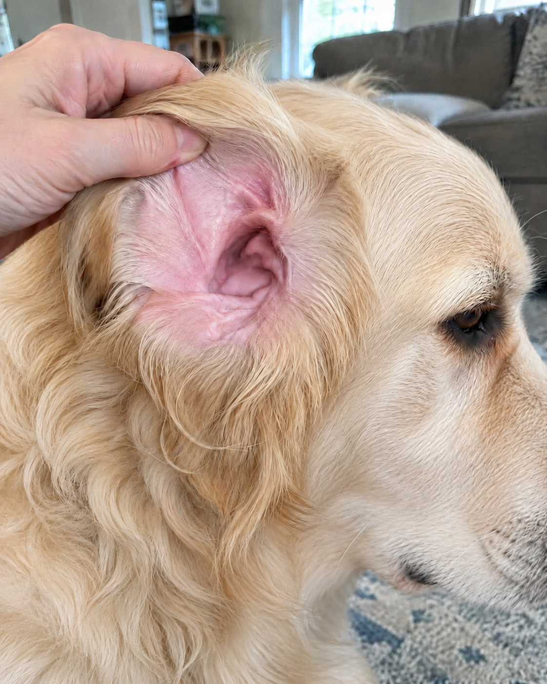 Ears, eight weeks apart. After.
