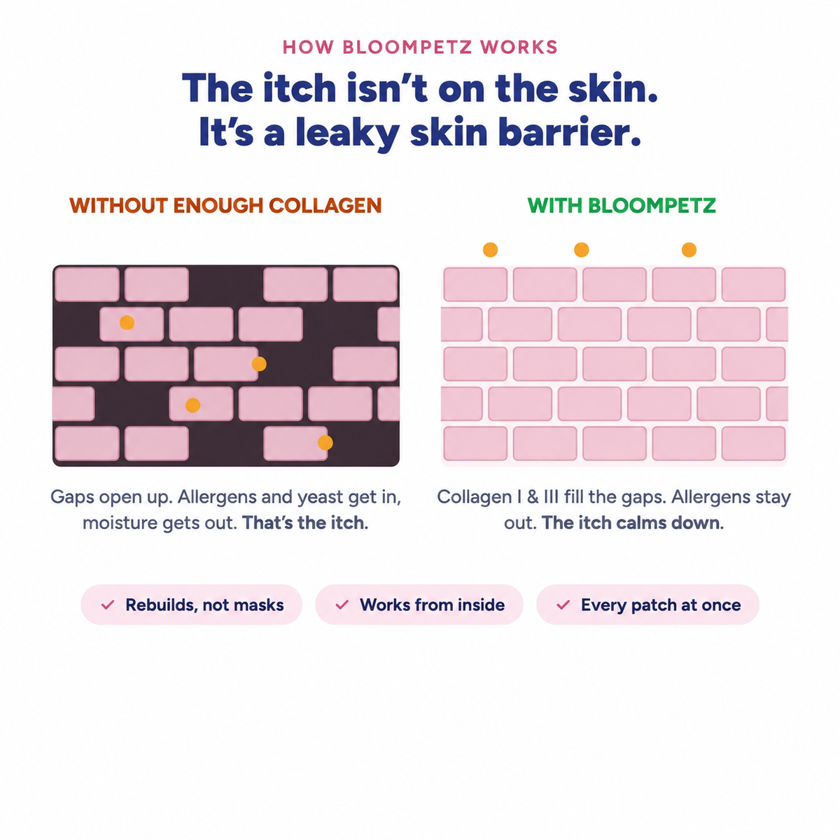 How BloomPet works: rebuilding the skin barrier